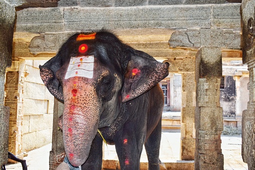 One can meet Lakshmi elephant inside the virupaksha temple complex. Typically, in the past, every large temple complex in India had one elephant in it. One can see the elephant either in the temple, or it is around the tungabhadra river. It offers blessings to the visitors by touching them through her trunk.