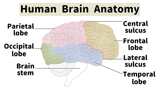 Human Brain Medical Anatomy Diagram Stock Illustration Biology Diagrams