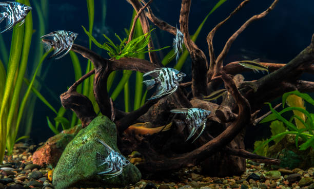 Blue marbled angelfish in a tropical freshwater aquarium.