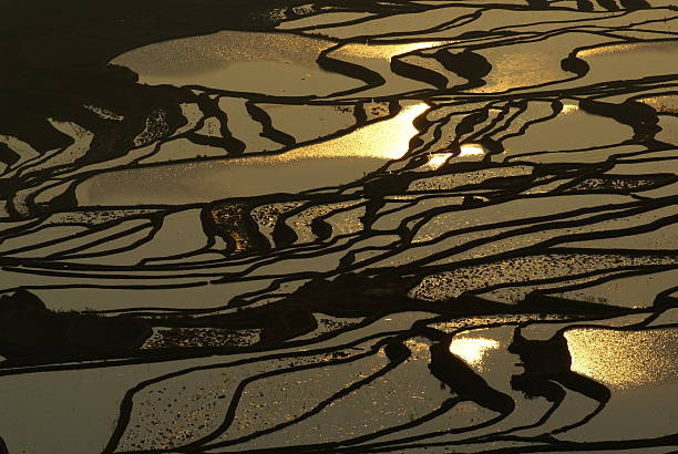 istock The Golden Paddy Field 148233193