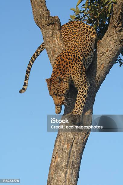 Атака — стоковые фотографии и другие картинки Африка - Африка, Большая кошка, Вертикальный
