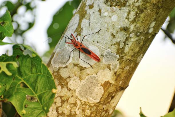 Rostum Insect 100+ Das Antenna Stock Photos, Pictures & Royalty-Free Images - iStock