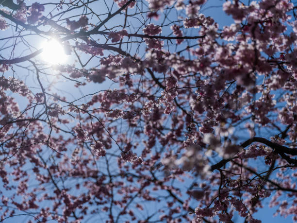 Cherry blossoms in Bispebjerg Cemetery - a Danish version of the Japanese sakura