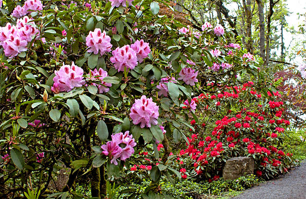 Hendricks Park, Eugene. Flowers at Hendricks Park Rhododendron Garden, Eugene, Oregon. eugene oregon stock pictures, royalty-free photos & images