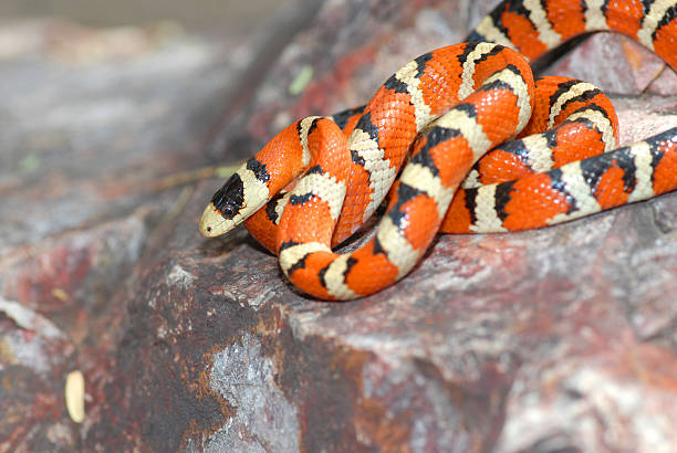 istock Lampropeltis pyromelana snake curled on rock 148233421