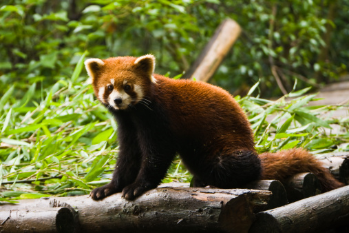 Cheeky red panda with tongue out