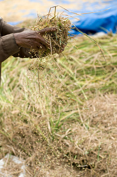 Cтоковое фото Собирать урожай Рис