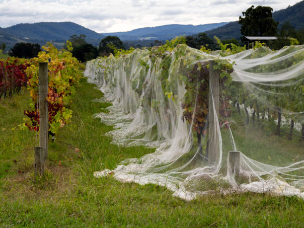 Vineyard scene with vines covered in netting to protect their ripe fruit