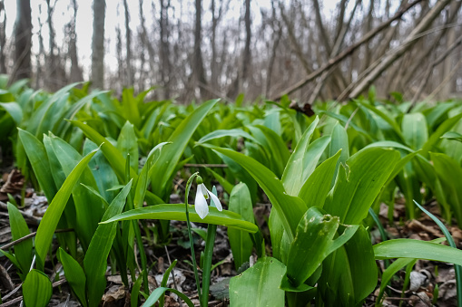 fresh tasty wild garlic in the forest floor in spring