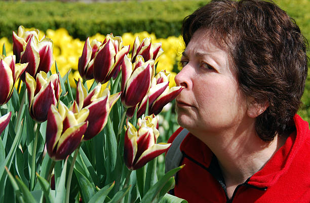 Smelling tulips stock photo