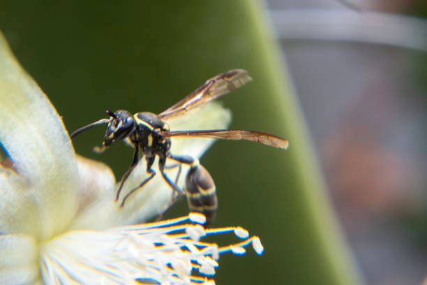 A Cactus white flower Myrtillocactus geometrizans with wasp Brachygastra lecheguana