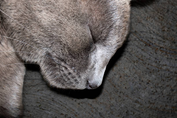 Cat sleeping on bed window