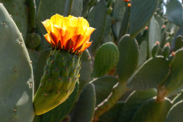 istock Cactus flower Opuntia ficus flower 1482335820