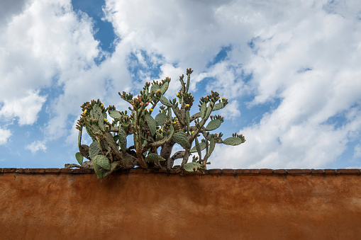 A cactus plant on a roof with a cloudy sky in the background.