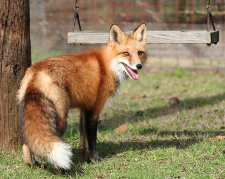 Fox in the yard