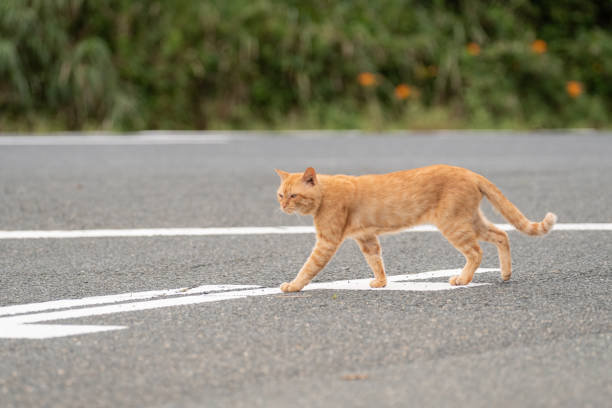 cat crossing the road