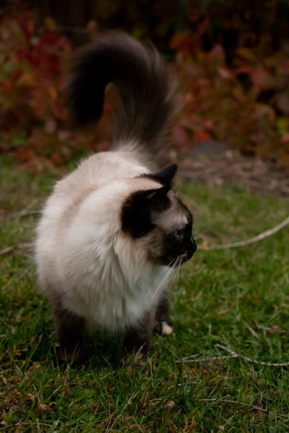 istock Long Hair Cat Fluffy Tale Curved Shape 1482336112