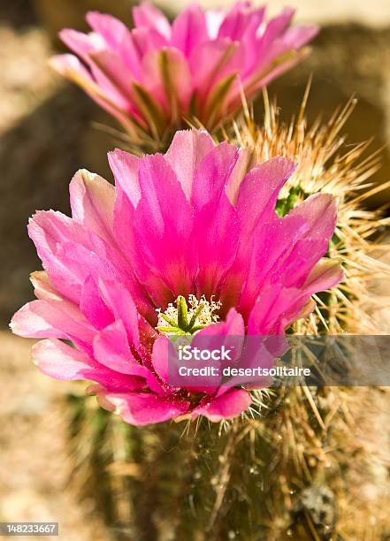 Foto de Cacto Hedgehog Em Bloom e mais fotos de stock de Afiado - Afiado, Amarelo, Cacto