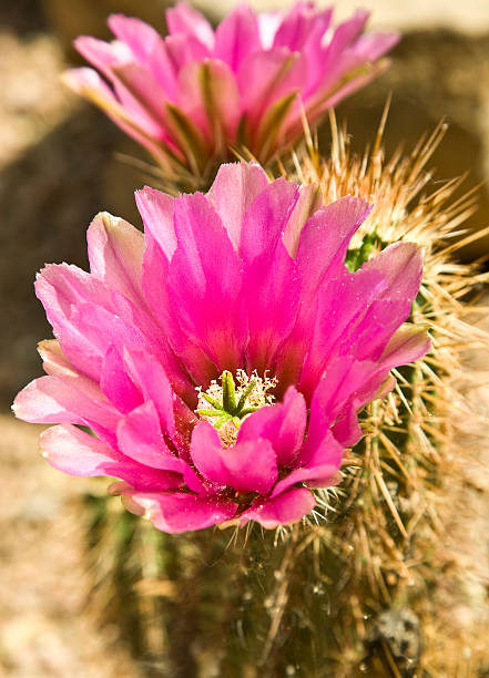 ёж кактус в bloom - single flower flower cactus hedgehog cactus стоковые фото и изображения