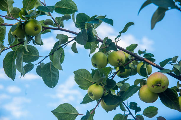 istock apple tree branch with green apples on the sky background 1482336785