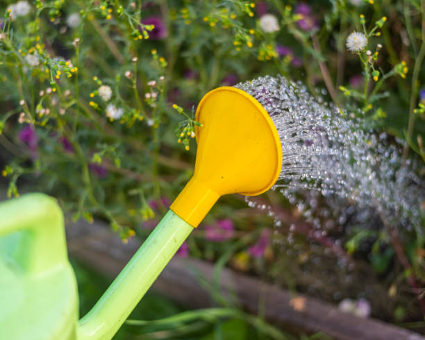 istock flowers are watered from a plastic watering can 1482337088