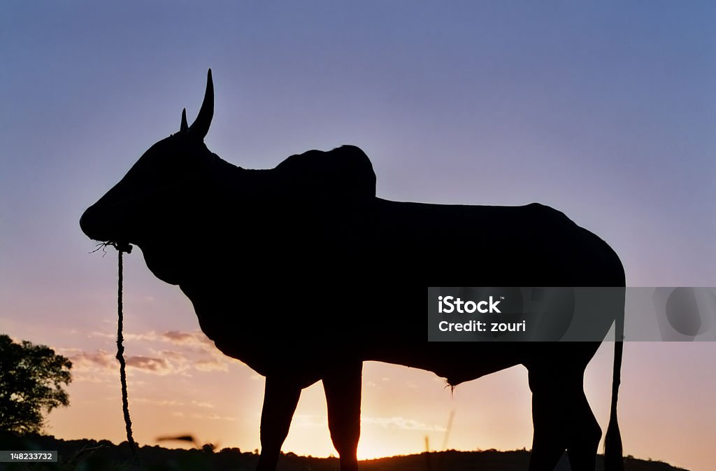Zebu, Madagascar Silhouette of a Zebu at sunset in Madagascar, Africa. Shot with an old Pentax KX. Africa Stock Photo
