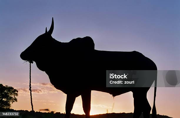 Zebu Madagascar Stock Photo - Download Image Now - Africa, Animal Hump, Cattle