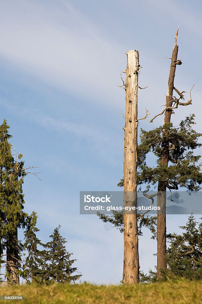 Evergreen abeto sin ramas - Foto de stock de Abeto de Douglas libre de derechos