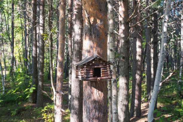 istock squirrel house on a tree trunk in the forest 1482337725