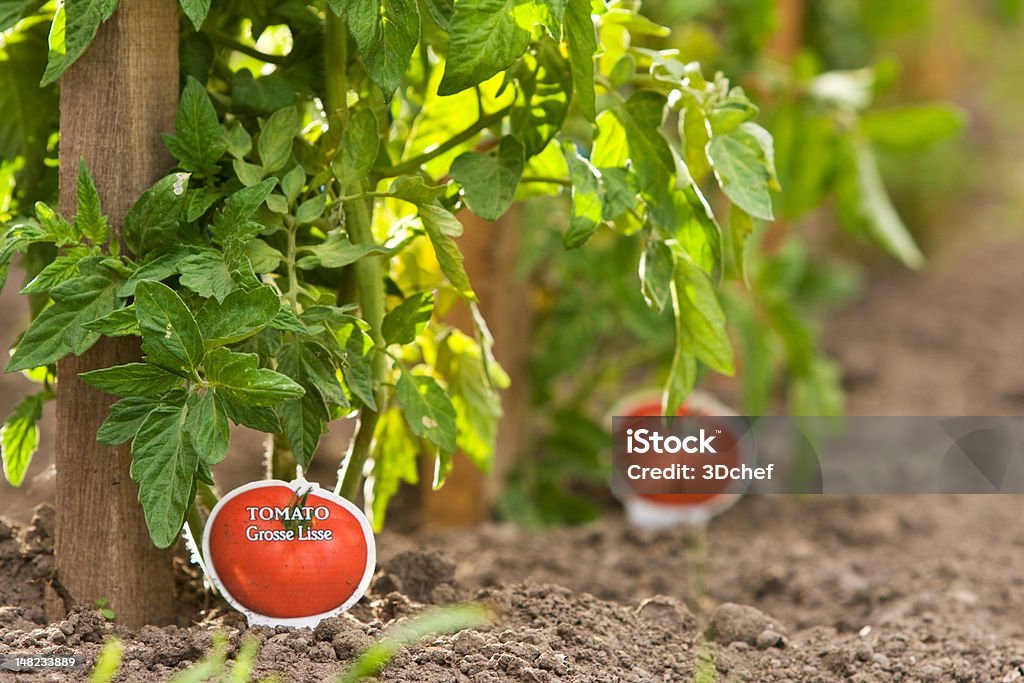 Piante di pomodoro - Foto stock royalty-free di Alimentazione sana