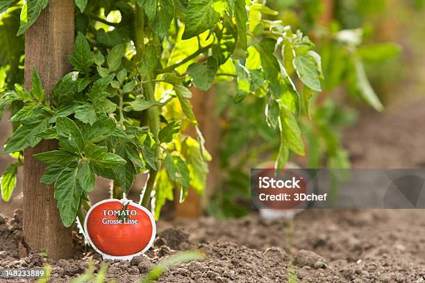 Pomidor Roślin - zdjęcia stockowe i więcej obrazów Fotografika - Fotografika, Horyzontalny, Jarzyna