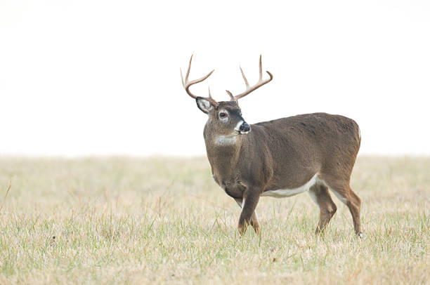 istock Large whitetail buck in the fog 148233991