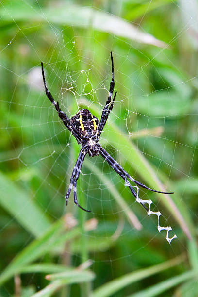 Big Black Spider on a Web stock photo