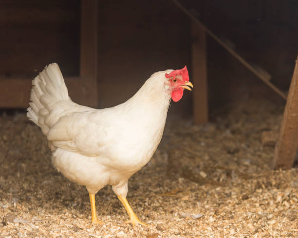 istock A white hen walks around the chicken coop on the farm 1482340827