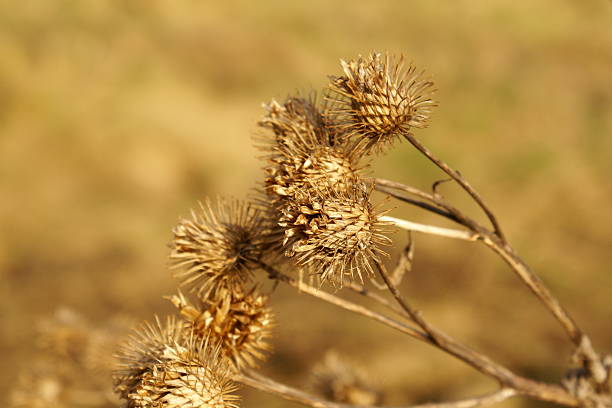 Burdock stock photo