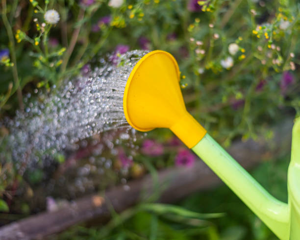 istock flowers are watered from a green plastic watering can 1482341025