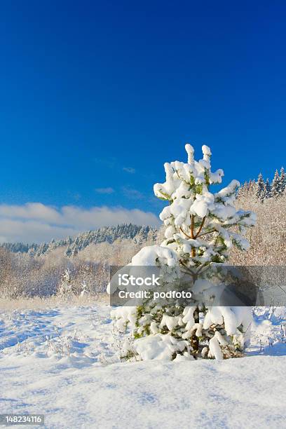 Pine Stock Photo - Download Image Now - Beauty In Nature, Blue, Branch - Plant Part