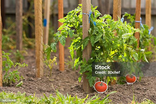 Piante Di Pomodoro - Fotografie stock e altre immagini di Palo di legno - Palo di legno, Piantare, Alimentazione sana