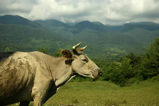 Picturesque summer landscape. Cow on pasture