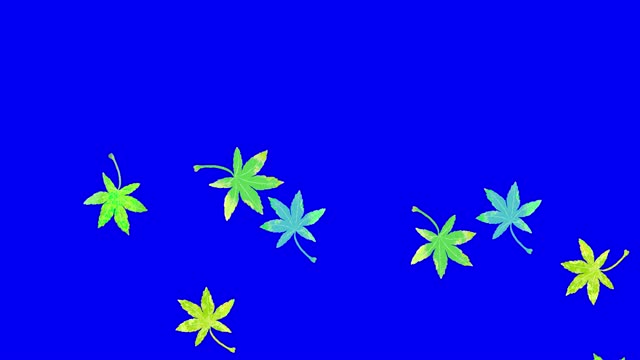 Green Japanese maple in Summer falling in the wind loop animation