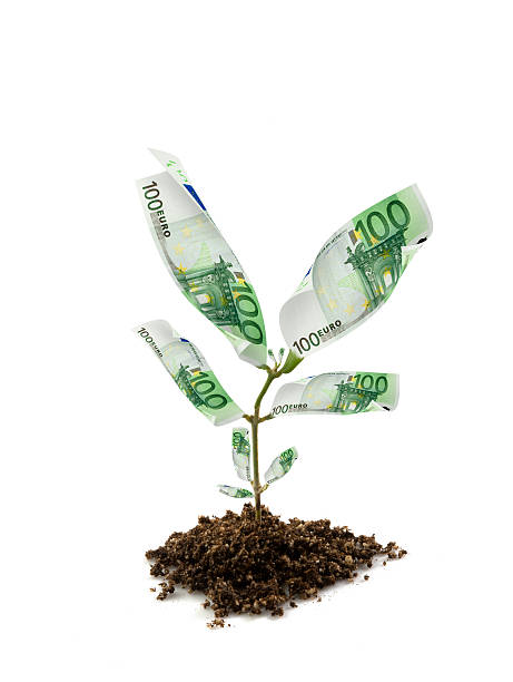 planta del dinero - money doesnt grow on trees money tree wealth paper currency fotografías e imágenes de stock