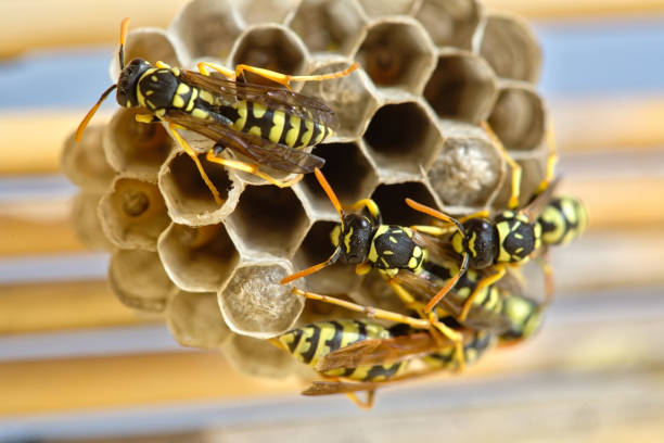 Several wasps building a nest to lay their eggs. stock photo
