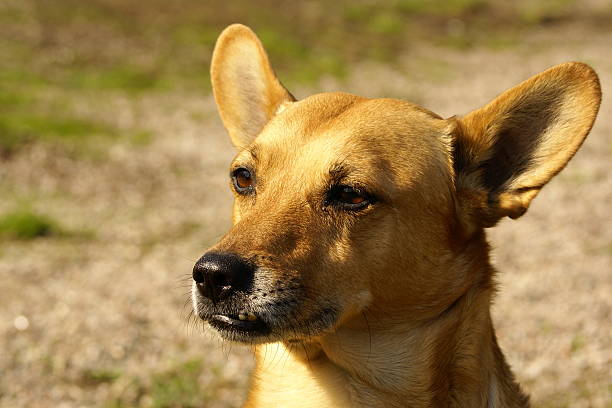 Dog stock photo