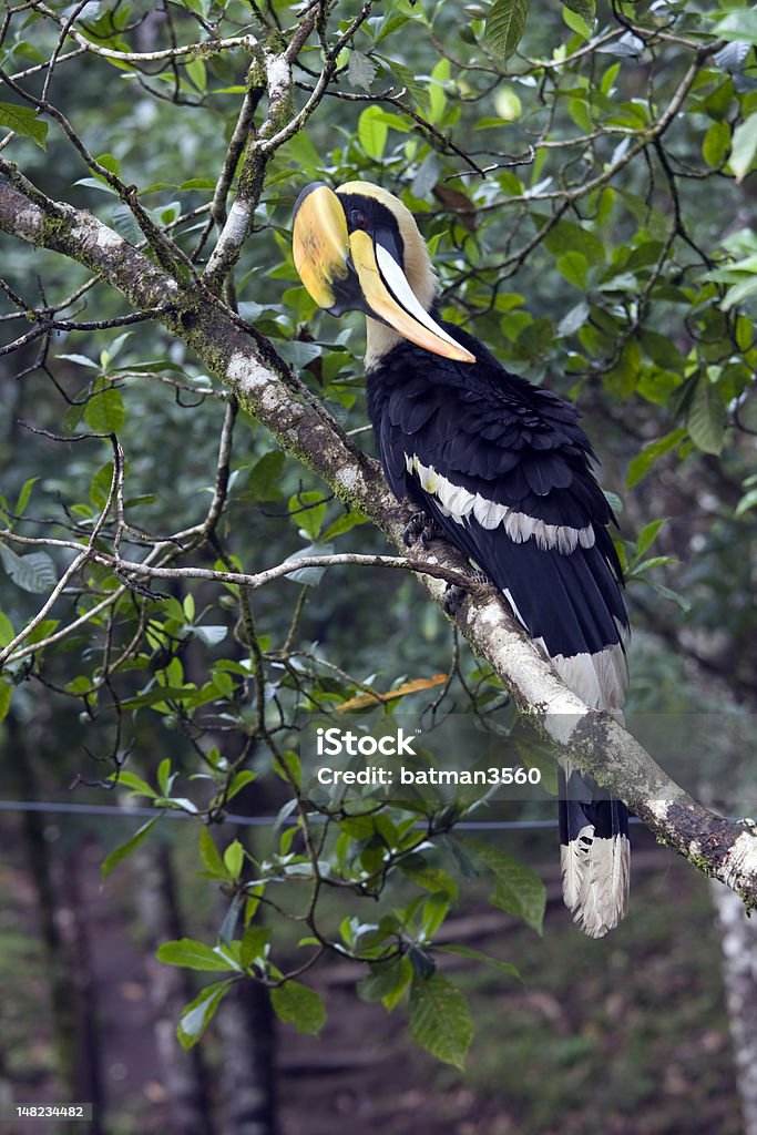 Doppelhornvogel putzen ihrer Feder - Lizenzfrei Baum Stock-Foto