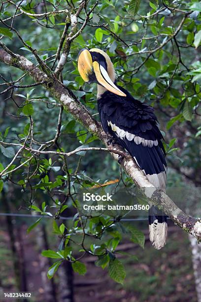 Doppelhornvogel Putzen Ihrer Feder Stockfoto und mehr Bilder von Baum - Baum, Doppelhornvogel, Fotografie