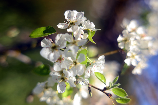 The beautiful white spring blossom flowers of the Pear tree