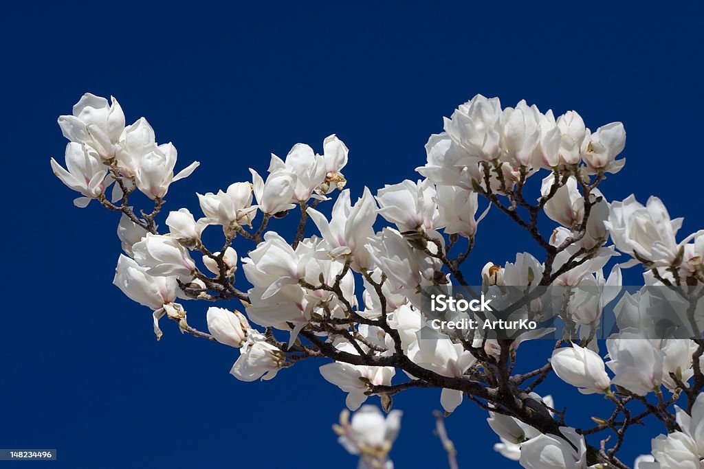 Białe kwiaty Magnolii - Zbiór zdjęć royalty-free (Bez ludzi)
