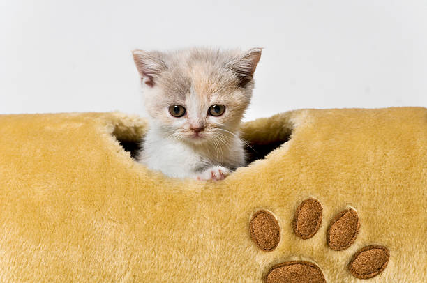 istock animals - baby cats 148234574