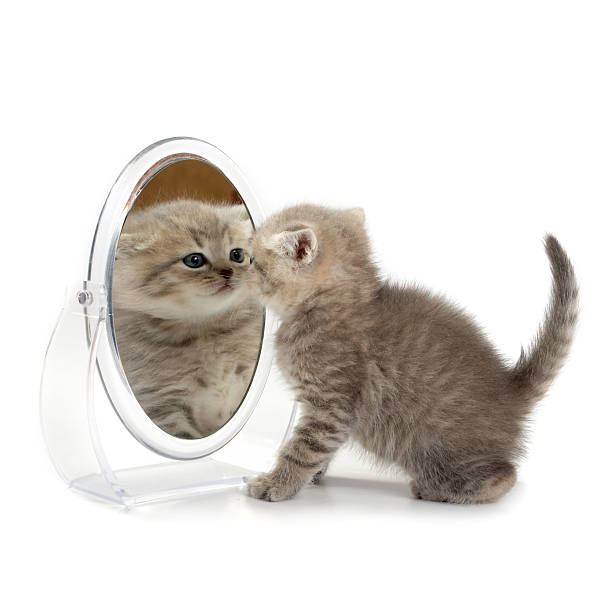 istock The kitten looks in a mirror 148234650