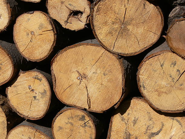 drewno opałowe - timber lumber industry redwood stack zdjęcia i obrazy z banku zdjęć